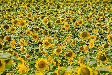 《物质世界：终极版》明年登陆NS Steam获多半好评